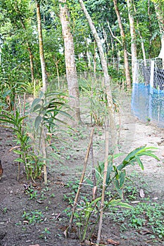 cardamon tree farm on field