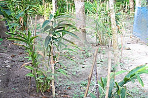 cardamon tree farm on field