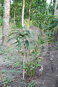 cardamon tree farm on field