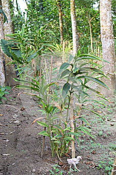 cardamon tree farm on field