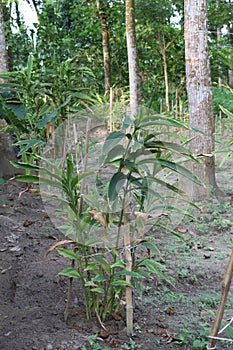 cardamon tree farm on field