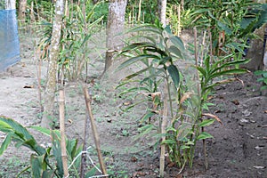 cardamon tree farm on field