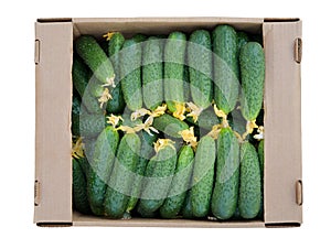 Cardboard box with cucumbers photo