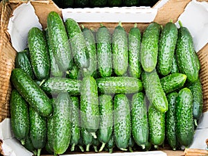 Cardboard box with fresh cucumbers of the new crop