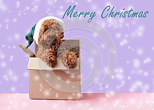 In a cardboard box a miniature poodle around the snow postcard merry Christmas