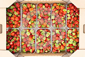 Cardboard box with strawberry containers