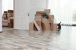 Cardboard boxes and cat in room on moving day