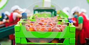 Cardboard boxes with selected peaches on sorting production line