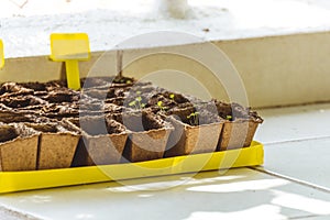 Cardboard eggs box used as container for growing plants, closeup