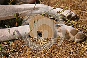 Cardboard home shape near a stray dog looking for a loving home. Rescue pets and animals in need of adoption concept.