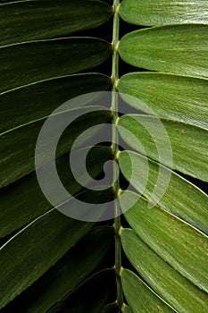 Cardboard palm or Zamia furfuracea or Mexican cycad leaf isolated on black background