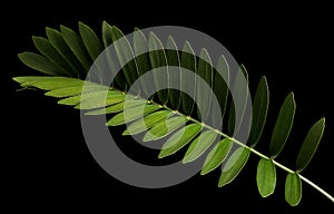 Cardboard palm or Zamia furfuracea or Mexican cycad leaf isolated on black background photo