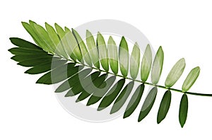 Cardboard palm or Zamia furfuracea or Mexican cycad leaf isolated on white background