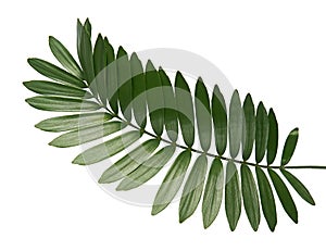 Cardboard palm or Zamia furfuracea or Mexican cycad leaf isolated on white background photo