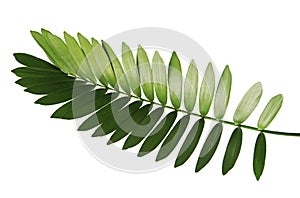 Cardboard palm or Zamia furfuracea or Mexican cycad leaf isolated on white background photo