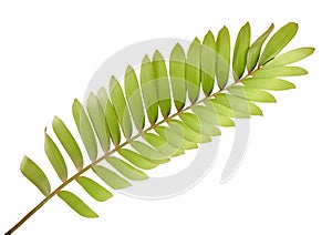 Cardboard palm or Zamia furfuracea or Mexican cycad leaf, Tropical foliage isolated on white background, with clipping path photo