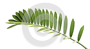 Cardboard palm or Zamia furfuracea or Mexican cycad leaf, Tropical foliage isolated on white background, with clipping path