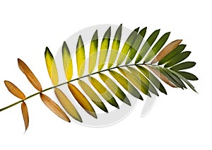 Cardboard palm or Zamia furfuracea or Mexican cycad leaf, Tropical foliage isolated on white background, with clipping path