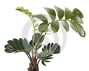 Cardboard palm or Zamia furfuracea or Mexican cycad leaf, Tropical foliage isolated on white background, with clipping path