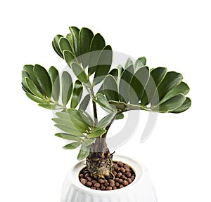 Cardboard palm, Zamia furfuracea, Mexican cycad in pot, isolated on white background, with clipping path photo