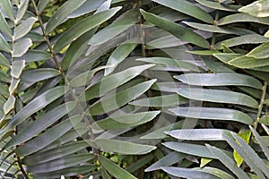 Cardboard plant leaves, Zamia furfuracea, on garden