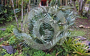 Cardboard plant, Zamia furfuracea, on garden