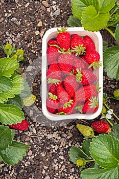 Cardboard punnet with ripe strawberries and strawberry plants growing in organic garden