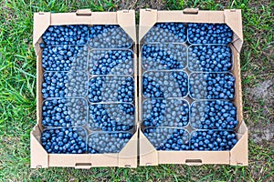 Cardboard shipping boxes with blueberries outdoors