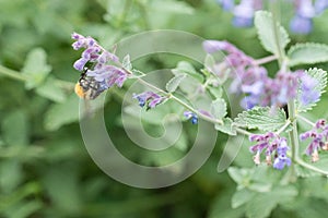 A carder bee on a purple catmint flower in a garden