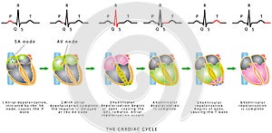 The Cardiac Cycle