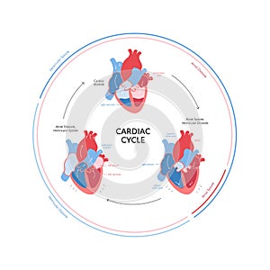 Cardiac cycle anatomy infographic. Vector color flat modern illustration. Heart organ and blood cerculation with filling