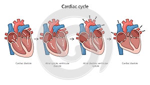 Cardiac cycle diagram medical science