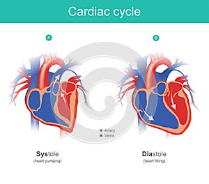 Cardiac cycle infographic. The heart is the organ of the human b photo