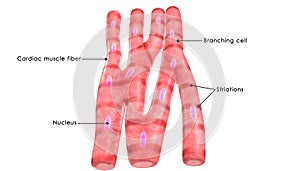 Cardiac muscle photo