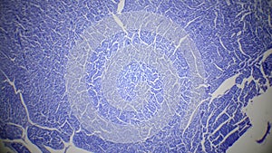 Cardiac muscle section under the microscope