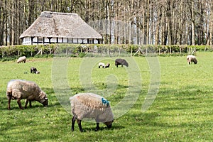 CARDIFF/UK - APRIL 19 : Abernodwydd Farmhouse at St Fagans National History Museum in Cardiff on April 19, 2015