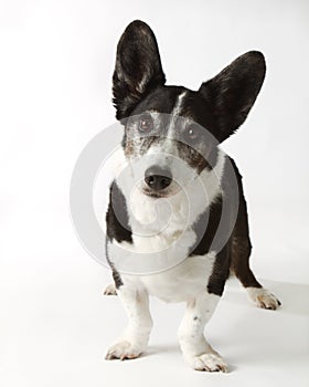 Cardigan Welsh Corgi photo