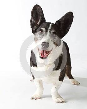 Cardigan Welsh Corgi photo