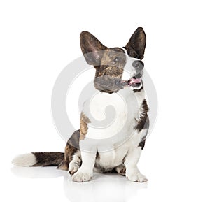 Cardigan Welsh Corgi