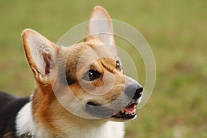 Cardigan Welsh Corgi photo