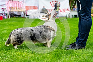 Cardigan Welsh Corgi on leash looks at owner at dog show
