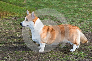 Cardigan Welsh corgi profile. photo