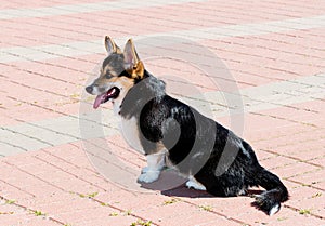 Cardigan Welsh Corgi seats