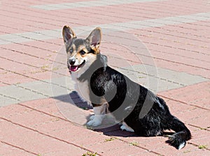 Cardigan Welsh Corgi seats and looks.