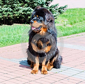 Cardigan Welsh Corgi seats and looks.