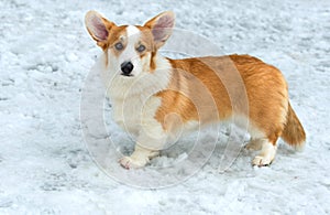 Cardigan Welsh corgi.