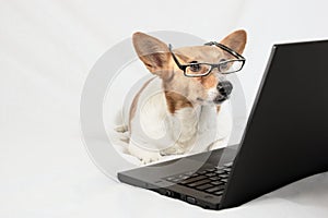 Cardigan Welsh Corgi wearing glasses and looking at laptop