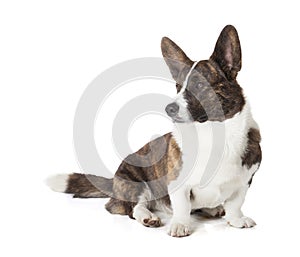 Cardigan Welsh Corgi