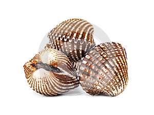 Cardiidae shellfish isolated on white background