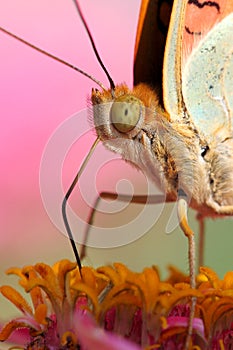 Cardina close-up